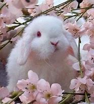 Image result for Cute Bunny Pinterest