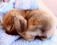 Image result for Bunny Cute Body Icon with Color
