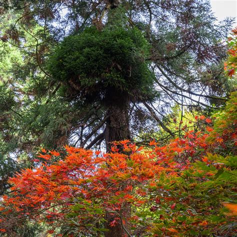 Arboretum Kalmthout winnaar RHS Overseas Partner Garden of the Year ...