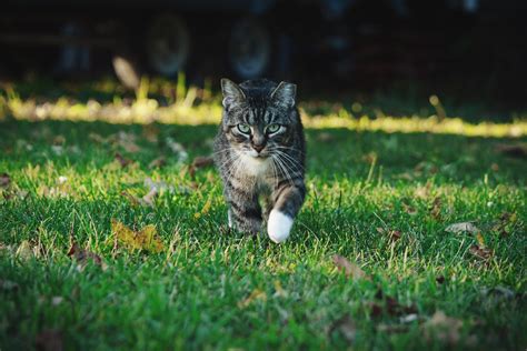 ITRAP | Iowa Humane Alliance