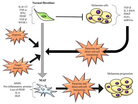 Influence of Tumor Microenvironment and Fibroblast Population ...