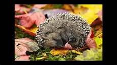 igel schlafen ausmalbild kleine igel schlafen gern igel schlafen ausmalbild kleine igel schlafen gern
