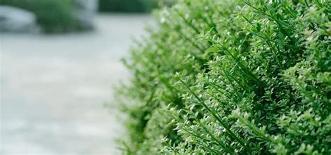 Image result for Cape Rustling Sound Effect