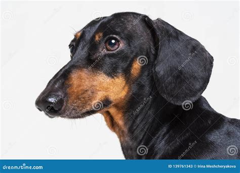 Black Dachshund Face