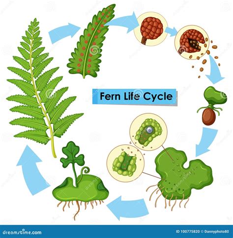 Diagram Showing Fern Life Cycle Stock Vector - Illustration of spore ...