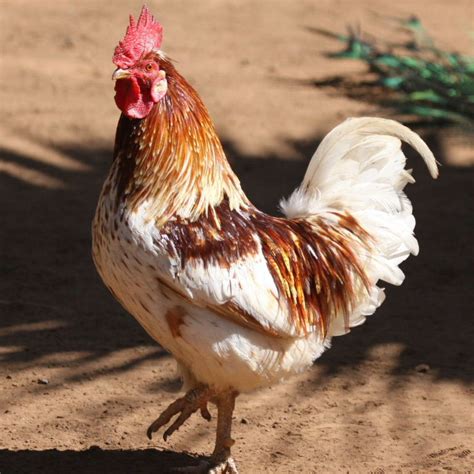 Chicken Little Game GUI Java 的图像结果