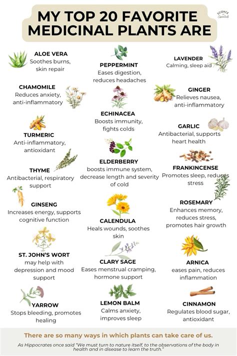 Plants for Medicine 的图像结果