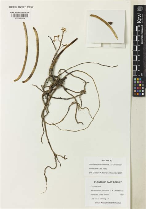 Vanda insularum (Christenson) L.M.Gardiner | Plants of the World Online ...