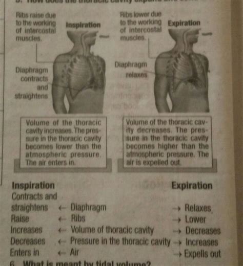 Distinguish between a) inspiration and expiration b) aerobic and ...