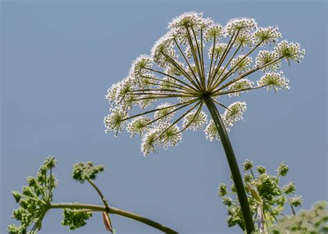 An Introduction to Umbellifers - The Apiaceae Family - PBA Solutions