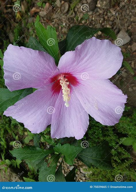 Flor Cayena imagem de stock. Imagem de venezuela, flor - 75029665