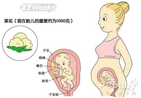 从怀孕到分娩女性子宫变化有多大？这5张图为你揭秘：女人真不易_胎儿