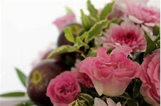 auguri fiori la rosa candita giugno 2014 auguri fiori la rosa candita giugno 2014