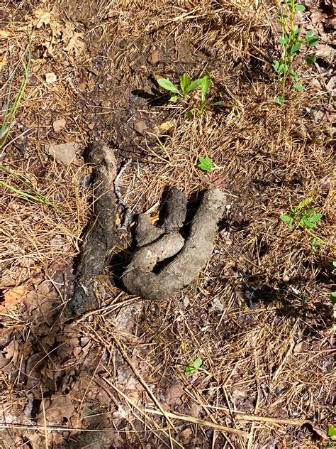 Mountain Lion Scat Young Cougar ScatCast Replica