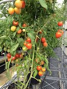 Image result for Garden Gem Tomatoes
