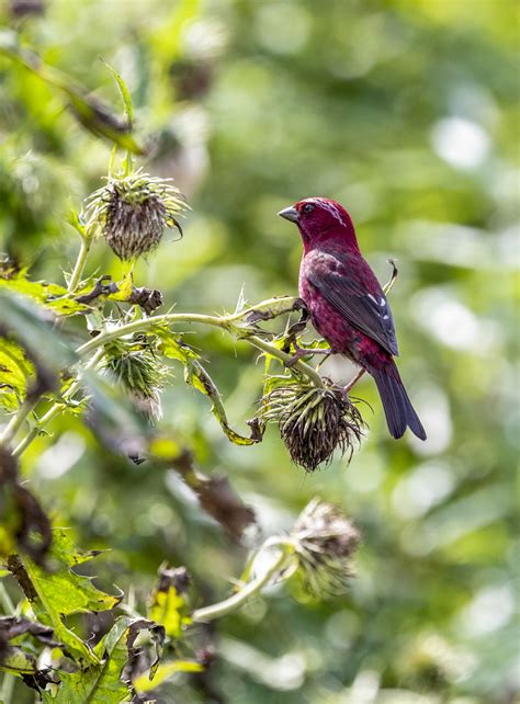 Photos : Oiseaux dans le sud-ouest de la Chine — Chine Informations