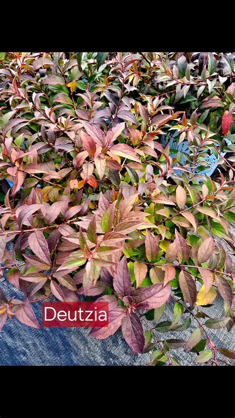 Michael Brothers Nursery (@michaelbrothersnursery) • Instagram photos ...