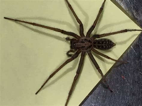 Giant House Spider