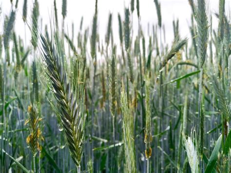 Can You Plant Winter Rye In The Spring? Expert Tips For Every Gardener