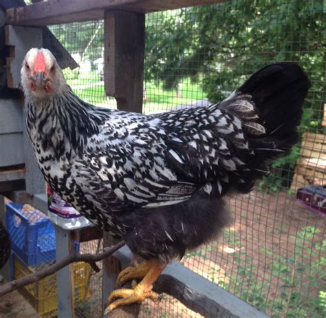 13 weeks old Chenille, Silver-Laced Wyandotte pullet. | Pullet ...