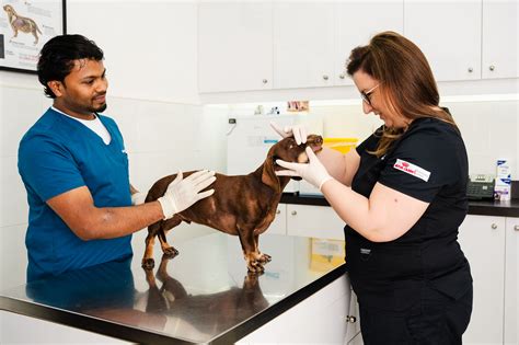 Leptospirosis in Dogs: Transmission, Symptoms, and Treatment