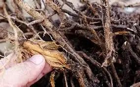 Control Root Rot of Cotton: Symptoms & Disease Cycle Explained