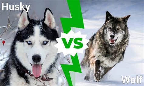 Husky Vs Maximum at Emma Lowell blog
