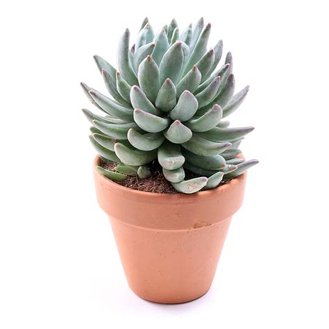 Tall Succulent Plant Types - Best Succulent Ideas