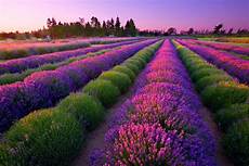 Lavender Farm Photo by Sequim Wa Lavender Festival July 17 18 19 2015 Lavender Farm Photo