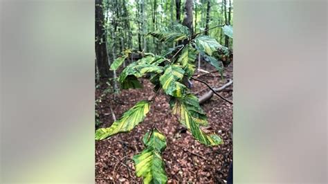 Invasive worm that causes Beech leaf disease spreading to Oakland and ...