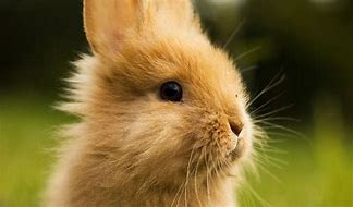 Image result for Cute Bunny Desktop