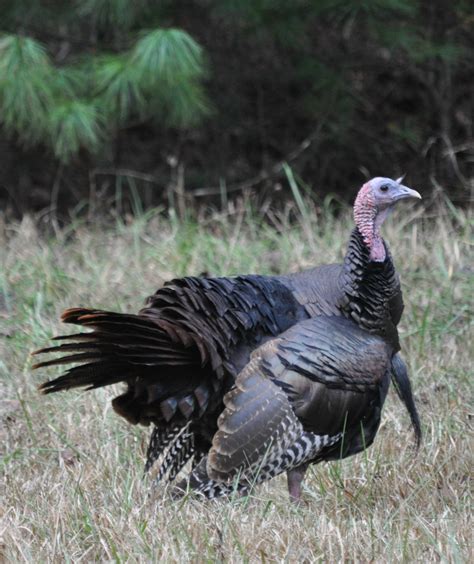 How will spring turkey hunting go in North Carolina this season?
