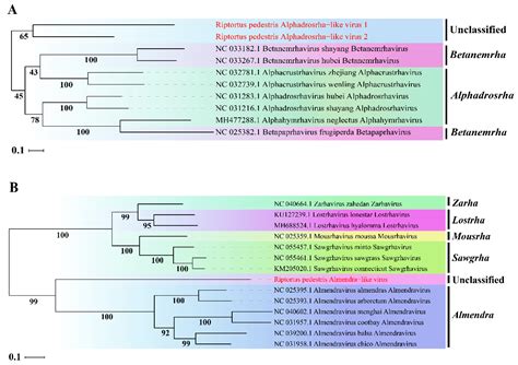 The Characterization of Three Novel Insect-Specific Viruses Discovered in the Bean Bug ...