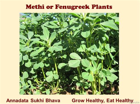 How to Grow Methi in a Pot?