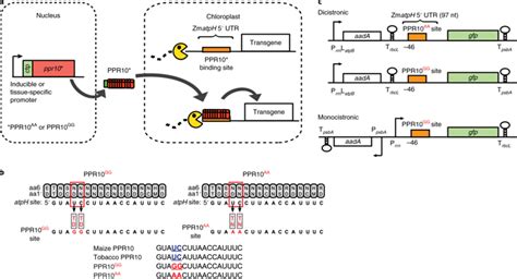 ppR3 Vector 的图像结果