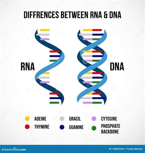 Biology DNA and RNA 的图像结果