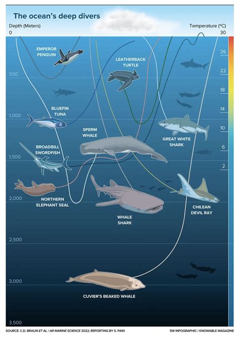 Almost every group of ocean-going vertebrate includes some species adapted for diving deep. Most ...