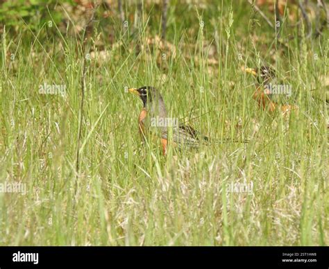 American Robin (Turdus migratorius), Aves, Rowley, MA, USA Stock Photo ...