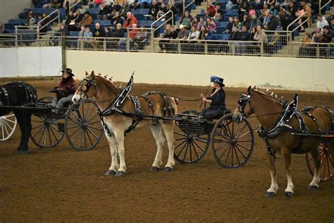 2025 Draft Horse Tandem and Cart Show | Jan. 4, 2025 | Flickr