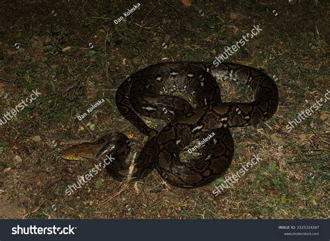 Reticulated Python 的图像结果