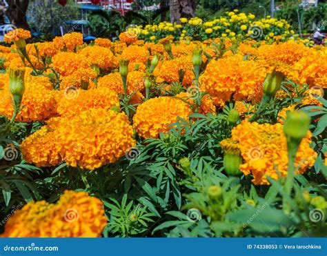 Orange marigolds flowers stock image. Image of bloom - 74338053