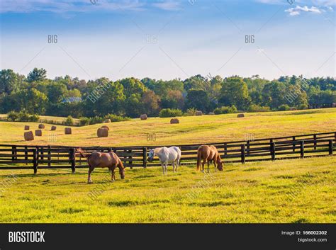 Horses Horse Farm Image & Photo (Free Trial) | Bigstock