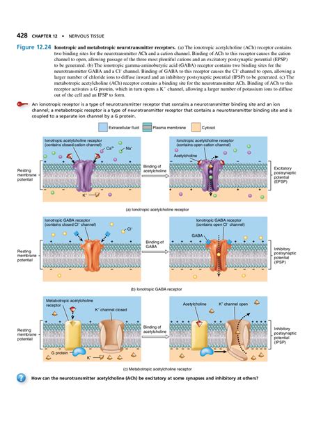 Ionotropic and Metabotropic Receptors - 428 CHAPTER 12 . NERVOUSTISSUE ...