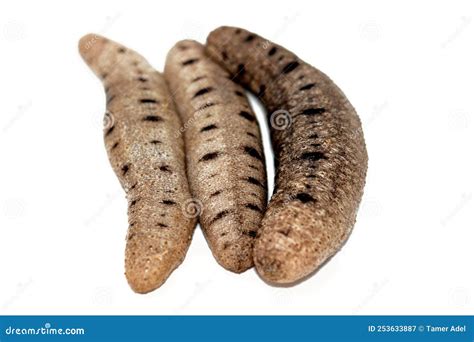 Pepinos De Mar Aislados En Equinodermos De Fondo Blanco De La Clase De ...