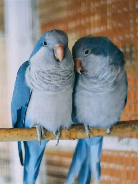 Beloved feathered companions known for their trainability | Times of India