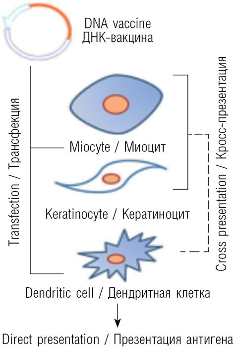 Recombinant DNA 的图像结果