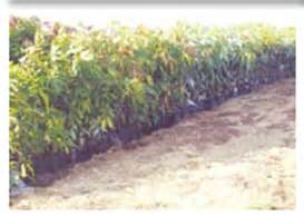 Horticulture :: Vegetables::Small onion