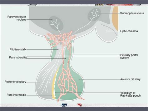Image result for Thyroid Disease Classification Using Meachine Learning Algorithms