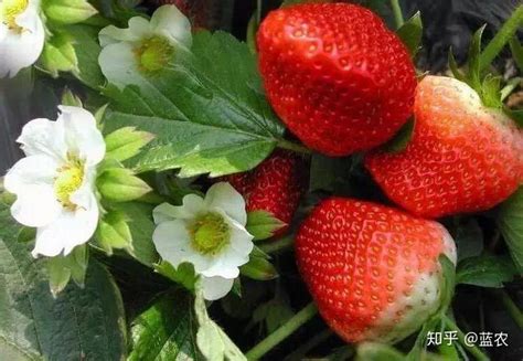 草莓第二茬果断花，怎样让草莓连年结果？ - 知乎
