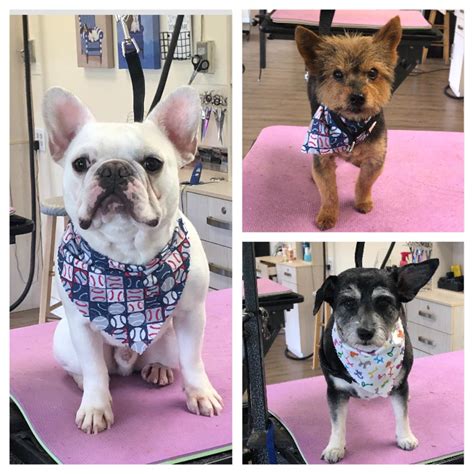 Fully Groomed Dogs – Toms River, NJ – Salty Dog Grooming